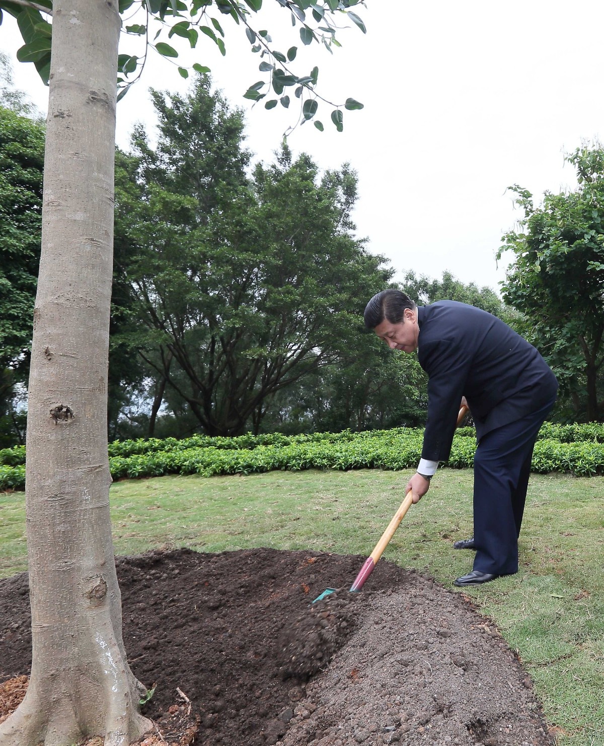 2012年12月8日，習(xí)近平在深圳蓮花山公園種下一棵高山榕樹。