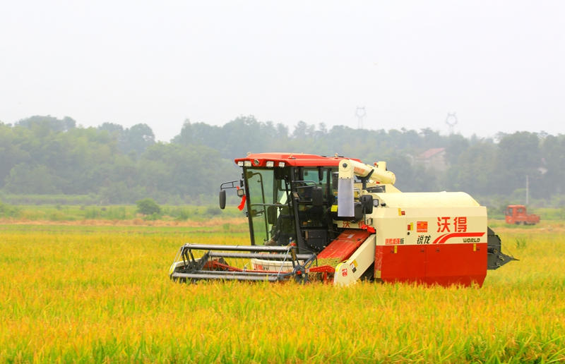 早稻收割忙，農(nóng)機(jī)來助力。常德市鼎城區(qū)融媒體中心供圖