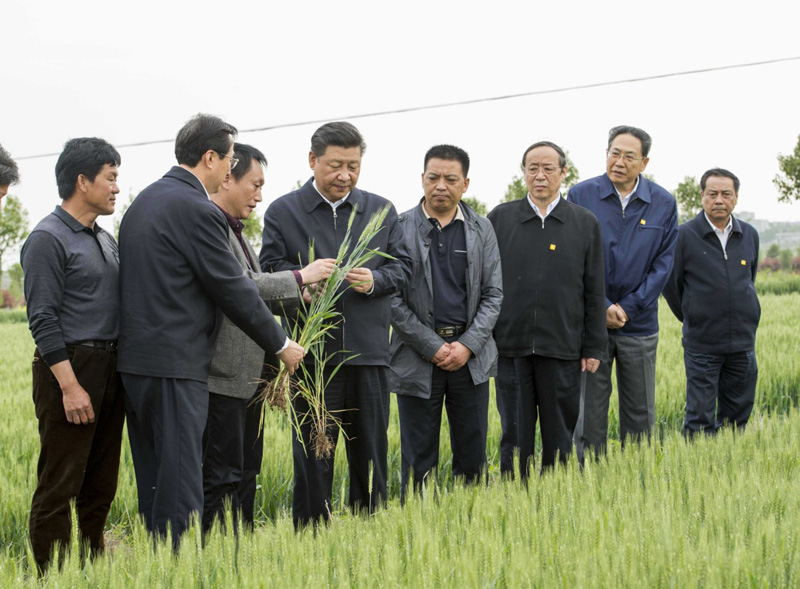 2016年4月25日下午，習(xí)近平在安徽滁州市鳳陽縣小崗村察看小麥長勢。左一為種糧大戶程夕兵。新華社記者 李學(xué)仁 攝